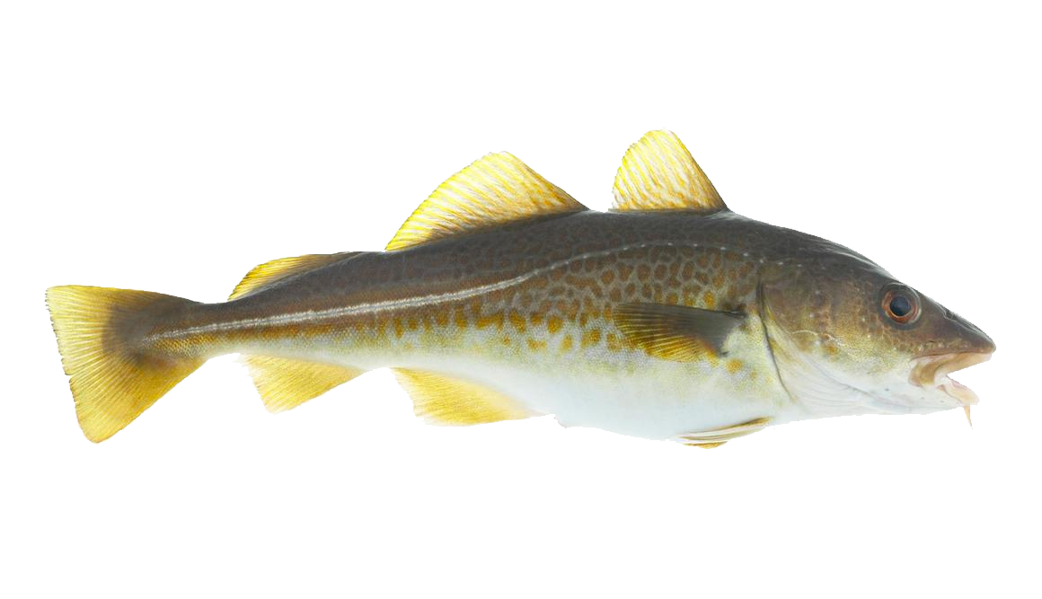 Kabeljau