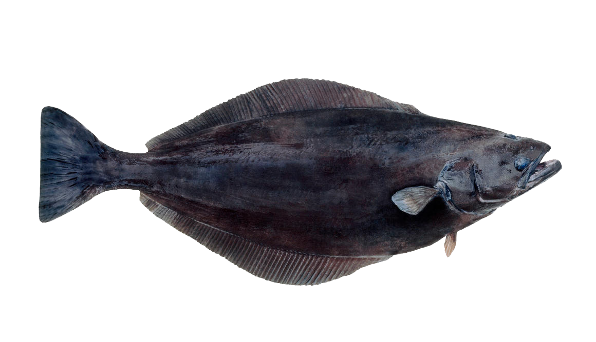 Schwarzer Heilbutt