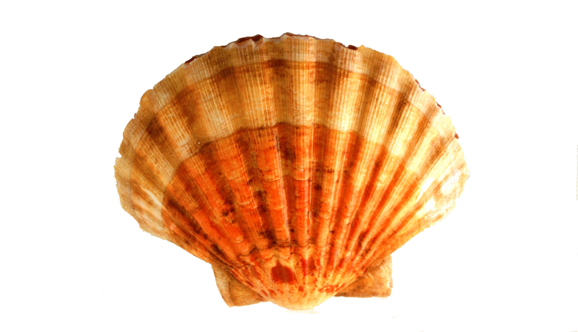 Jakobsmuschel
