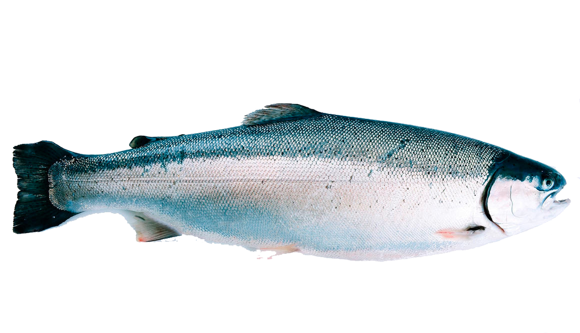 Fjordforelle